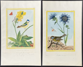 Buchoz - Pair of Botanical, Bird, & Insect Engravings