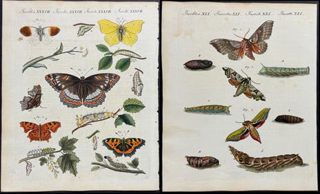 Bertuch - 5 Engravings of Butterfly or Moth Metamorphosis