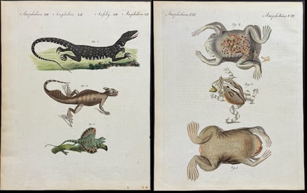 Bertuch - 8 Engravings of Reptiles & Amphibians: Lizard, Crocodile, Frogs or Toads