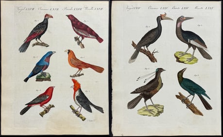 Bertuch - 3 Bird Engravings