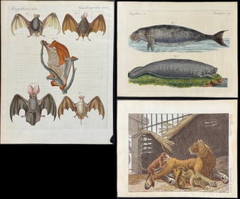 Bertuch - 6 Mammal Engravings: Monkey, Bat, Lion, Koala, Manatee, Seal or Sea Lion