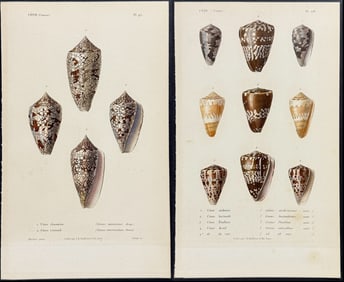 Kiener - 5 Cone Shell Engravings