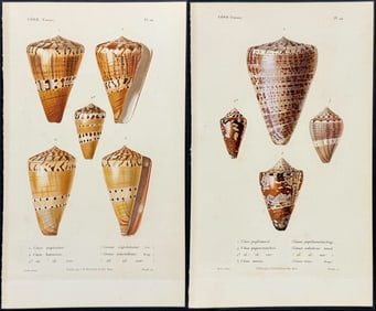 Kiener - 6 Cone Shell Engravings