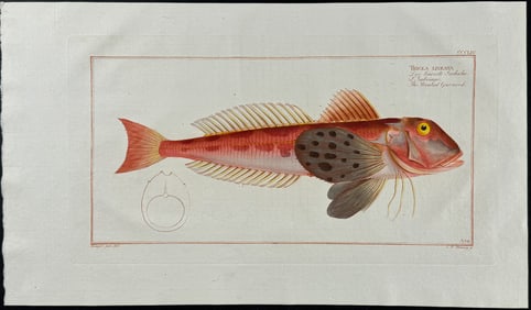 Bloch, Folio - Streaked Gurnard. 354