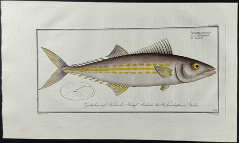 Bloch, Folio - The King's Fish. 333