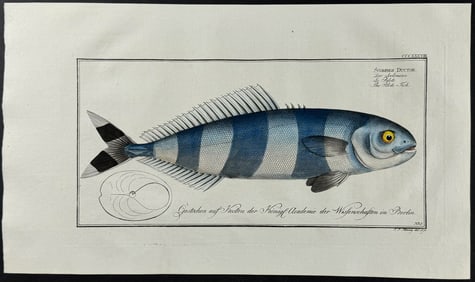 Bloch, Folio - Pilote-Fish. 338
