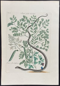 Catesby - Spotted Ribbon Snake with Brasiletto & Passion Flower. 2-51