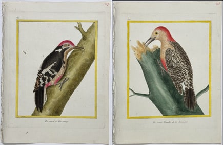 Martinet & Buffon - 3 Woodpecker Engravings