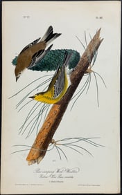 Audubon - Pine-creeping Wood-Warbler. 82