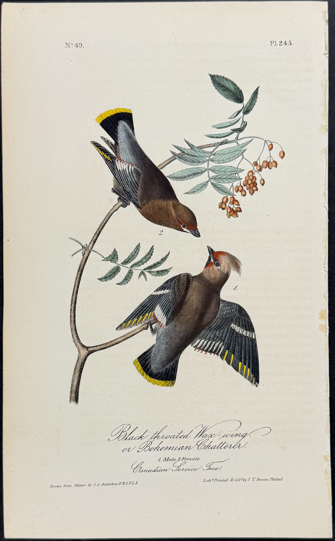 Audubon - Black throated Wax-wing or Bohemian Chatterer. 245: This hand-colored lithograph comes from John James Audubon's first octavo edition of Birds of America published from 1840 to 1844. The work was completed under the direct supervision of J. J. Audubon.
