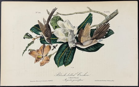 Audubon - Black-billed Cuckoo. 276