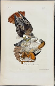 Audubon - Red-tailed Buzzard. 7