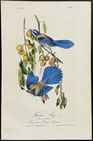 Audubon - Florida Jay. 233