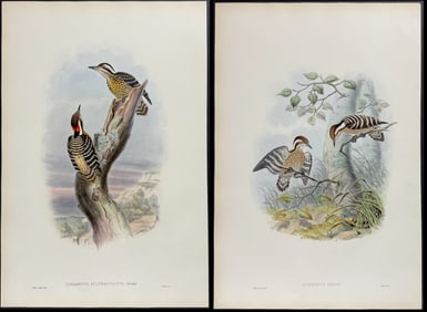 Gould - 4 Pygmy Woodpecker Lithographs
