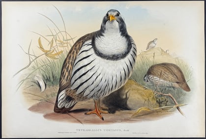Gould - Tibetan Snow-Partridge