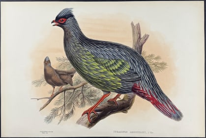 Gould - Georffroy's Francolin