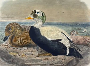 Elliot - Spectacled Eider Duck