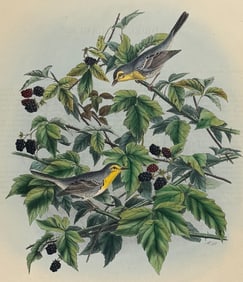 Elliot - Grace's Warbler
