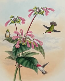 Elliot - Mexican Satellite Hummingbird