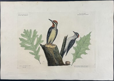 Catesby, First Ed - Yellow bellied Woodpecker & Smallest spotted Woodpecker with White Oak. 1-21