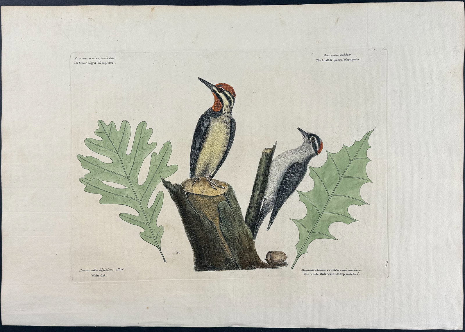 Catesby, First Ed - Yellow bellied Woodpecker & Smallest spotted Woodpecker with White Oak. 1-21: We are pleased to offer this folio engraving from Mark Catesby?s The Natural History of Carolina, Florida and the Bahama Islands: Containing the Figures of Birds, Beasts, Fishes, Serpents, Insects, an