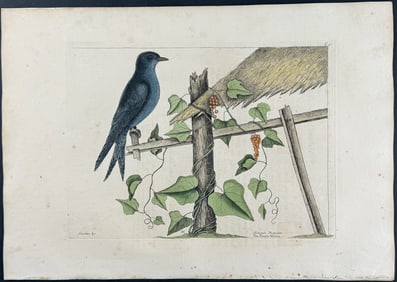 Catesby, First Ed - Purple Martin. 1-51