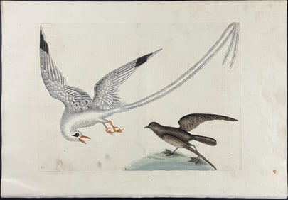 Catesby, First Ed - Tropic Bird & Storm Finch or Petrel. Sup-14