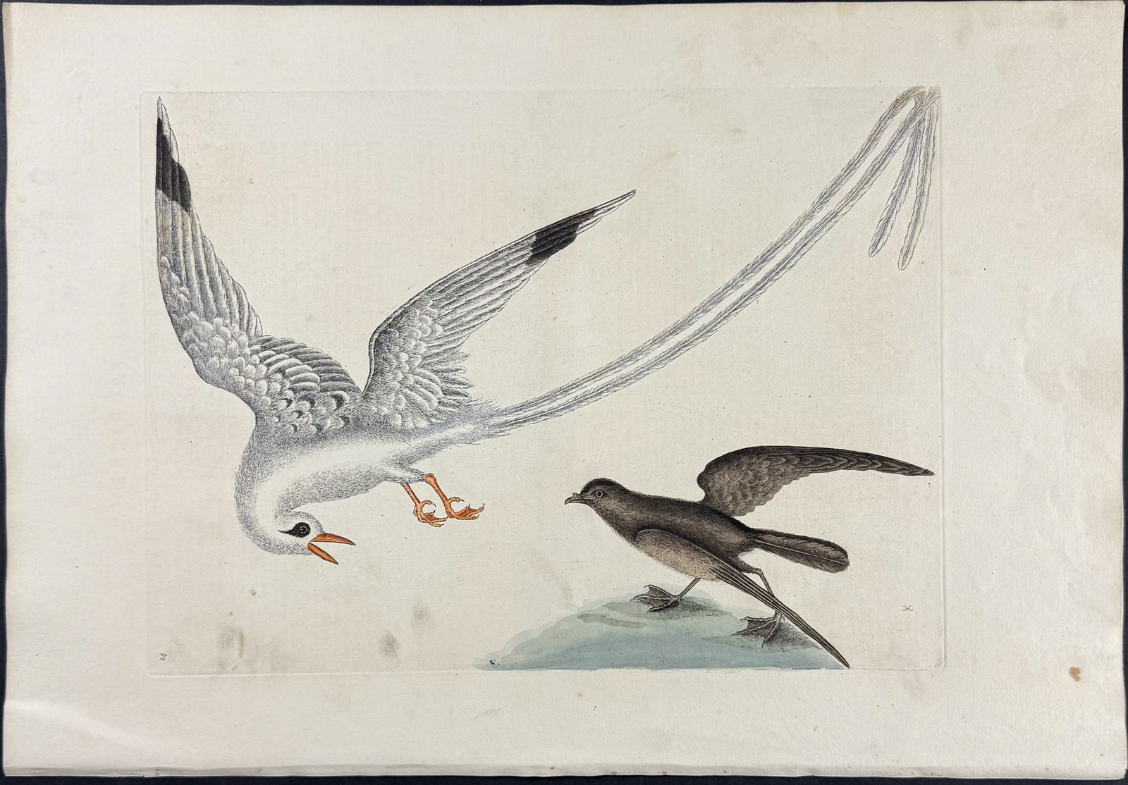 Catesby, First Ed - Tropic Bird & Storm Finch or Petrel. Sup-14: We are pleased to offer this folio engraving from Mark Catesby?s The Natural History of Carolina, Florida and the Bahama Islands: Containing the Figures of Birds, Beasts, Fishes, Serpents, Insects, an