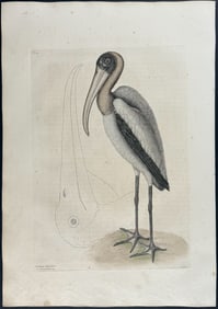 Catesby, First Ed - Wood Pelican. 1-81