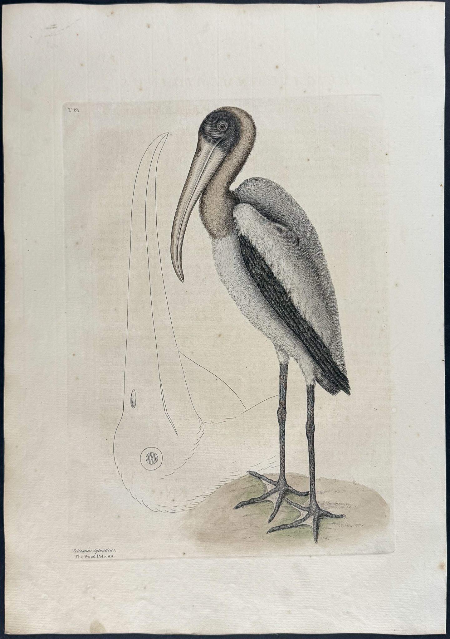 Catesby, First Ed - Wood Pelican. 1-81: We are pleased to offer this folio engraving from Mark Catesby?s The Natural History of Carolina, Florida and the Bahama Islands: Containing the Figures of Birds, Beasts, Fishes, Serpents, Insects, an