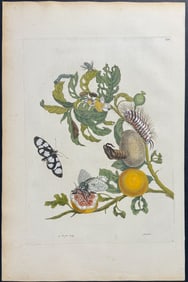 Merian, Folio - Guava with Melantho Tigerwing Butterfly Metamorphosis. 19