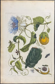 Merian, Folio - Passion Flower with Leaf-footed Plant Bug & Moth Metamorphosis. 21