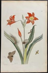 Merian, Folio - Red Lily or Amaryllis with Moth Metamorphosis (Automeris liberia). 22