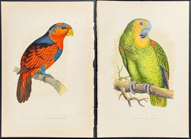 Greene - 6 Parrot, Lory, Amazon Prints