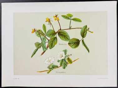 Sinclair, Hawaii - Nanea & Hunakai (Vigna lutea & Ipomaea acetosaefolia). 28