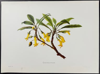Sinclair, Hawaii - Ohenaupaka (Scaevola glabra). 33