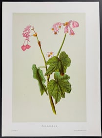 Sinclair, Hawaii - Akaakaawa (Hillebrandia sandwicensis). 37