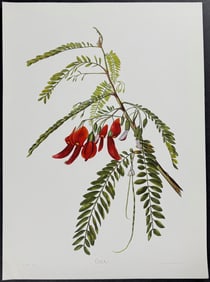 Sinclair, Hawaii - Ohai (Sesbania tomentosa). 22