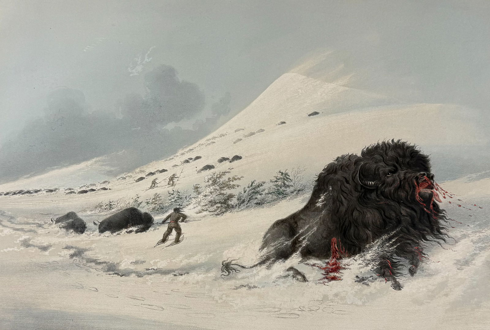 Catlin, Folio - Dying Buffalo Bull, In Snow Drift (1 of 2)