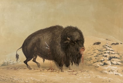 Catlin, Folio, On Card - Wounded Buffalo Bull