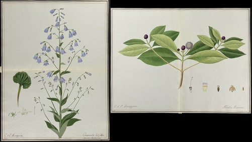 Pair of Original Watercolors of Bellflower & Snakeroot after Herz, Ledel for Banks, Jacquin