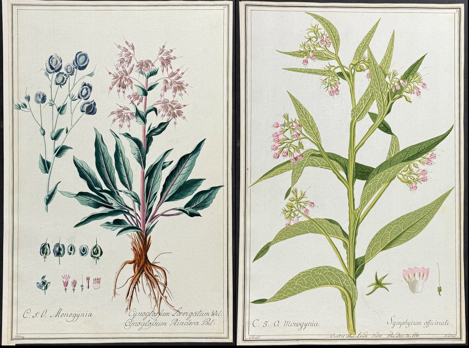 4 Original Botanical Watercolors after Franz, Ledl for Curtis, Miller (according to Linnaeus system): This superb original botanical watercolor is from a manuscript entitled Hortus Botanicus which illustrated plants according to the Linnaean system and Willdenow's revisions. The manuscript was complet