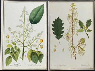 Pair of Original Watercolors of English Oak & Cookia Punctata after Ledl for Jacquin (according to