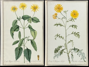 4 Original Watercolors of Chamomile, Daisy, Marigold after Herz, Schmid, Ledel for Jacquin, Knorr