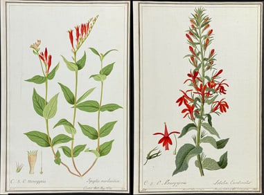 4 Original Watercolors of Cardinal Flower, Indian Pink, & Viper's Bugloss after Ledel, Knapp for