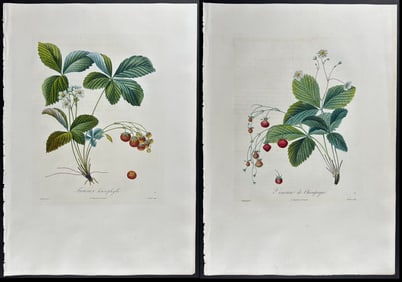 Duhamel, Poiteau, & Turpin - 4 Strawberry Engravings