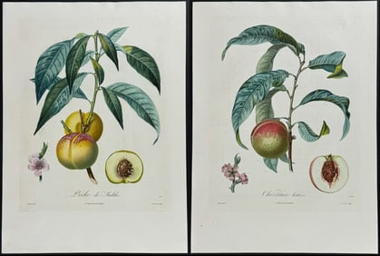 Duhamel, Poiteau, & Turpin - 4 Peach Engravings