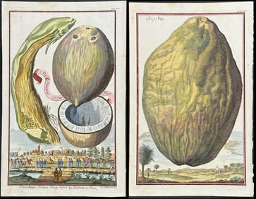 Volckamer - Pair of Coconut Engravings