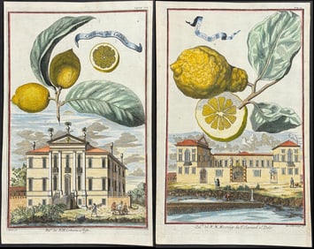 Volckamer - Pair of Lemon Engravings
