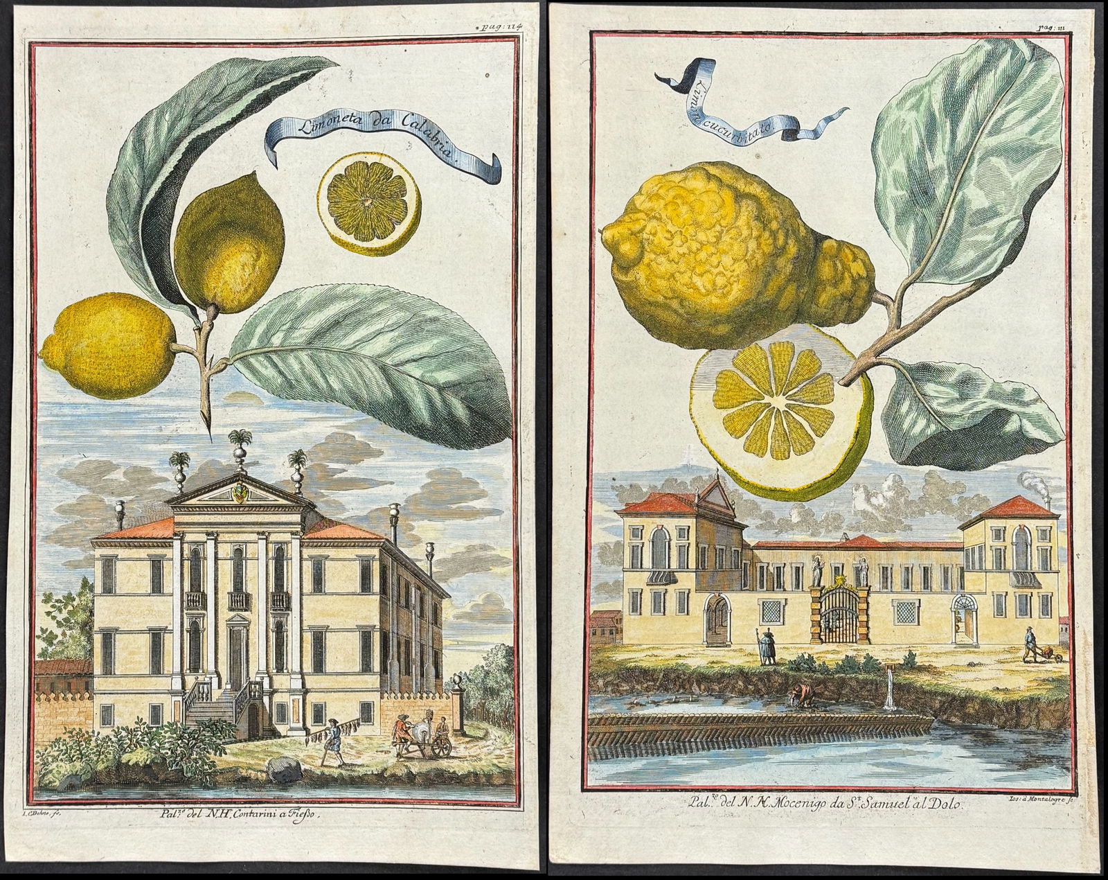 Volckamer - Pair of Lemon Engravings: Included in this lot: Lemon - Limon da Calabria. 114 Lemon - Limon cucurbitato. 121 Description of the work: This magnificent and rare engraving is from Johann Volckamer's Nuremberg Hesperides. This i